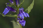 Great blue lobelia